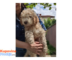 Lagotto romanjolo - Fotografija 6/8