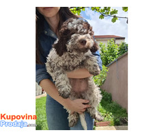 Lagotto romanjolo - Fotografija 8/8