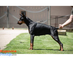 Doberman ženka u teranju - Fotografija 1/3