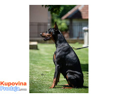 Doberman ženka u teranju - Fotografija 2/3