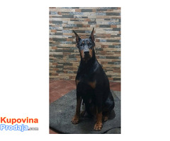 Doberman ženka u teranju - Fotografija 3/3