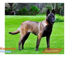 Malinoa - Fotografija 4/7