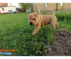 Shar pei - šar pej štenci - Fotografija 1/4