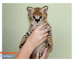 Savannah mačići serval i karakal stari 4 sedmice. - Fotografija 2/4
