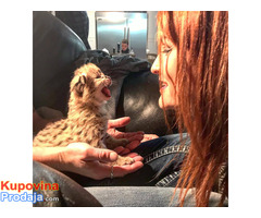Savannah mačići serval i karakal stari 4 sedmice. - Fotografija 4/4