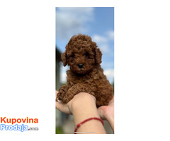 Crvene toy pudle - Fotografija 1/6