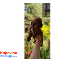 Crvene toy pudle - Fotografija 3/6