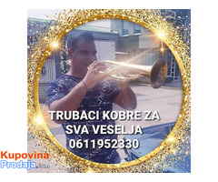 Trubaci bor 0611952330 - Fotografija 3/4