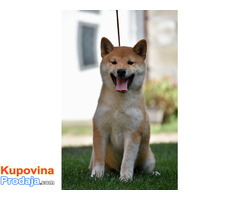 Shiba Inu stenci