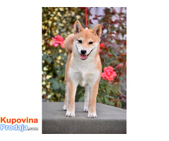 Shiba Inu stenci