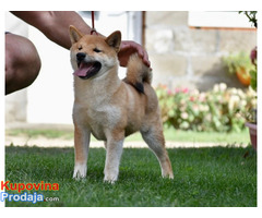 Shiba Inu stenci - Fotografija 3/5