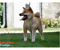 Shiba Inu stenci - Fotografija 5/5