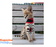 Savannah mačići serval i karakal stari 4 sedmice. - Fotografija 1/3
