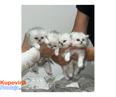 Perzijski mačići činčila sa bijelim srebrnim vrhom