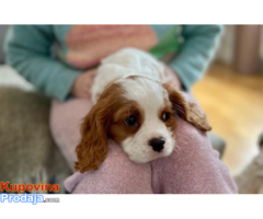 Cavalier King Charles Spaniel vrlo zgodan dječak spreman sada KC!!! - Fotografija 1/3