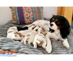 Cavalier King Charles Spaniel vrlo zgodan dječak spreman sada KC!!! - Fotografija 2/3