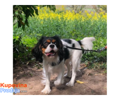 Cavalier King Charles Spaniel vrlo zgodan dječak spreman sada KC!!! - Fotografija 3/3