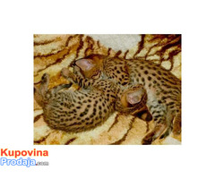 Savannah mačići serval i karakal stari 4 sedmice - Fotografija 1/3