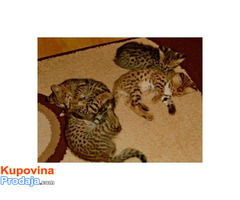 Savannah mačići serval i karakal stari 4 sedmice