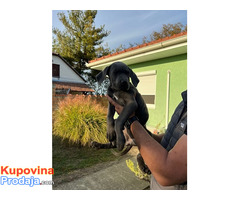 Stenci Cane Corsa - Fotografija 3/5