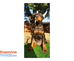 Doberman štenci - Fotografija 3/4