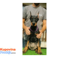 Doberman štenci - Fotografija 4/4