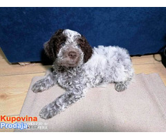 Lagotto Romagnolo stenci