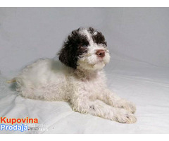 Lagotto Romagnolo stenci