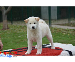 Šiba Inu ( shiba inu ) štenci - Fotografija 1/10