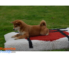 Šiba Inu ( shiba inu ) štenci - Fotografija 7/10