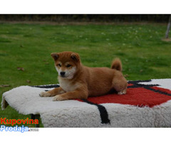 Šiba Inu ( shiba inu ) štenci - Fotografija 8/10