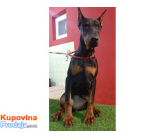 Štenci dobermana - Fotografija 3/5