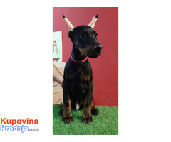 Štenci dobermana - Fotografija 4/5