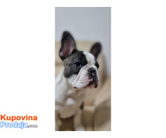 Prodajem Francuskog buldoga starog 5 meseci - Fotografija 8/10
