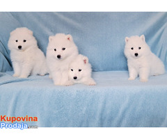 Samojed - Fotografija 1/10