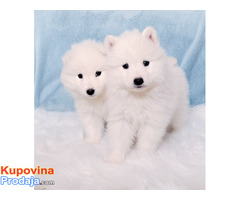 Samojed - Fotografija 3/10