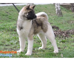 Americka Akita