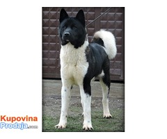 Americka Akita - Fotografija 4/4