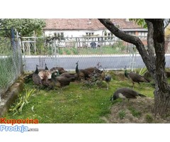 Prodaja paunova - Fotografija 2/10