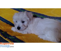 Coton de Tulear - Fotografija 3/8