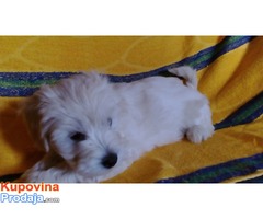 Coton de Tulear - Fotografija 4/8