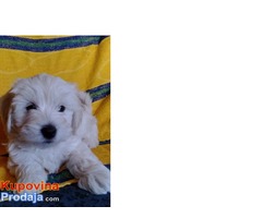 Coton de Tulear - Fotografija 5/8