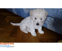 Coton de Tulear - Fotografija 6/8