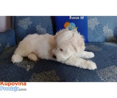 Coton de Tulear - Fotografija 8/8