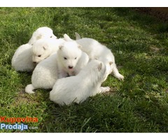 Samojed stenad oba pola - Fotografija 2/2