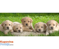 LABRADOR - Fotografija 4/4