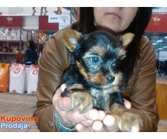 jorkširski terijer - Fotografija 5/5