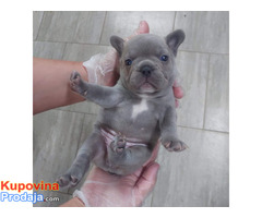 Francuski buldog sivi - Fotografija 1/8
