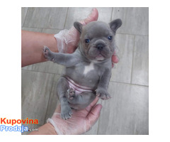 Francuski buldog sivi - Fotografija 3/8