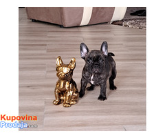 Francuski buldog - Fotografija 1/4